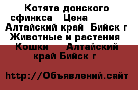 Котята донского сфинкса › Цена ­ 3 000 - Алтайский край, Бийск г. Животные и растения » Кошки   . Алтайский край,Бийск г.
